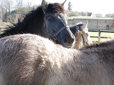 Dessie's head over Spey's back Dessie's Head