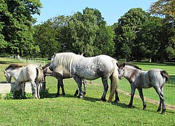 Izzy with Dessie and Lanark