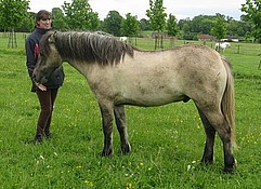 Balleroy Roscoe - Highland Pony