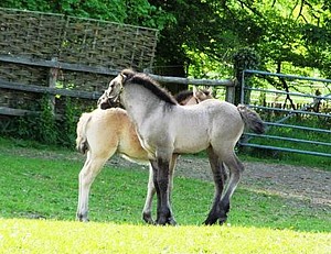 Dessie & Ilona