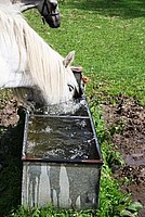 Dudu taking a Bath