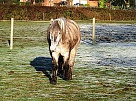 Razz - now New Forest pony, I don't think!