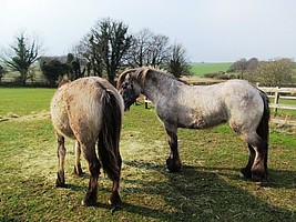 Spey & Junior