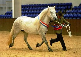 Balleroy Iliana, from the Balleroy Stud, at the Rare Breeds Show