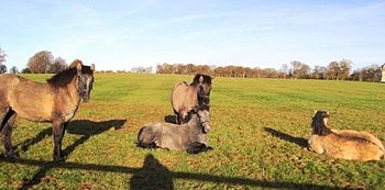 2013 foals from Balleroy Stud, Berkshire