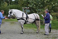 Major Tom in Harness