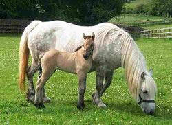 Whitefield Lady Di and Balleroy Rambler Whitefield Lady Di and Balleroy Rambler