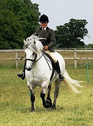 Berkshire College - Rupert - Ridden - In Hand