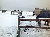 Freddie waiting for Breakfast