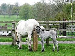 Inca's first filly foal - Indiana.