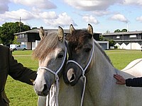 Robbie and Dazzle - Royal Show 2009