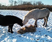 Iona - well settled Dorset girl, with her friend Pippin