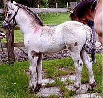 Highland Colt foal for sale