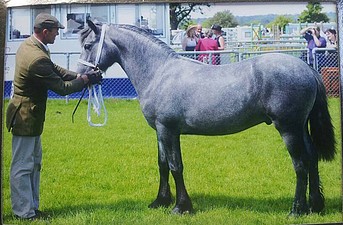 Balleroy Lanark at South of England Show