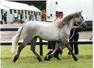 Balleroy Indiana wins Glyn Greenwood qualifier