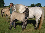 Balleroy Fern, Maverick, Mistral