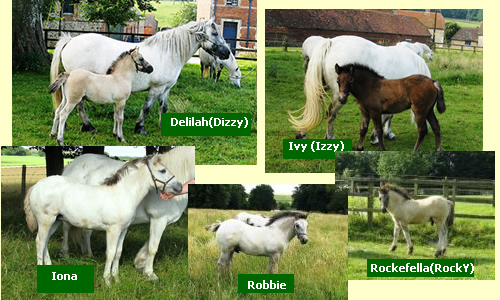Balleroy Foals 2008 Balleroy Foals 2008