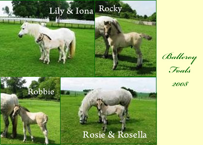 Balleroy Foals 2008 Balleroy Foals 2008