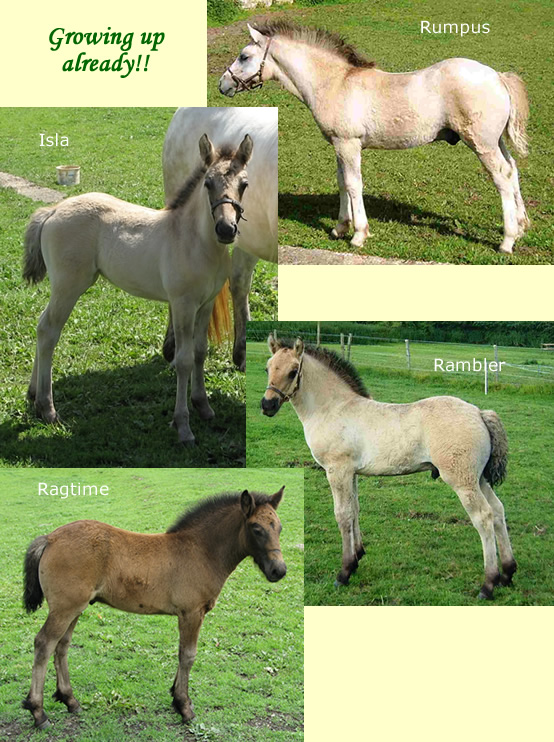 Balleroy Foals Balleroy Foals