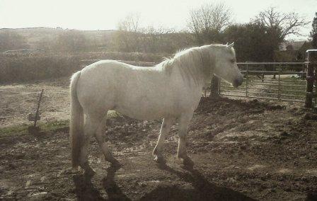 Iona --- the Unicorn in training Balleroy Iona in Dorset