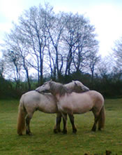 alleroy Mistral and Balleroy Mystic Balleroy Mistral and Balleroy Mystic