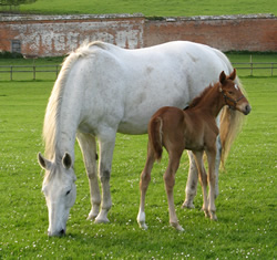 Polly with Mandoline