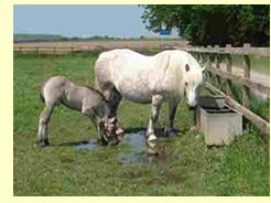 Whitefield Lady Di and Razzmatazz Whitefield Lady Di and Razzmatazz