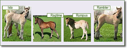 Lyncrest's Rhodri Foals 2007