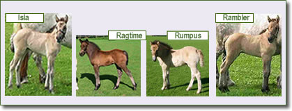Lyncrest's Rhodri Foals 2007 Lyncrest's Rhodri Foals 2007