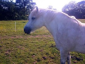 Iona - the Unicorn in Training