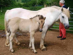 Visiting mare and foal